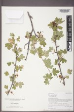 Ribes aureum var. villosum image