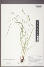 Carex torreyi image