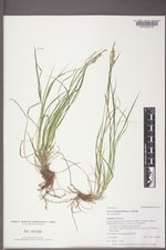 Carex sprengelii image