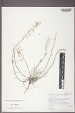 Physaria ludoviciana image