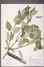 Cornus sericea subsp. sericea image