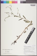 Hackelia deflexa var. americana image