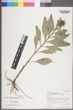Helianthus pauciflorus var. subrhomboideus image