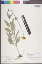Helianthus pauciflorus var. subrhomboideus image