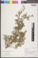 Juniperus scopulorum image