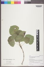 Populus deltoides subsp. monilifera image