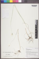Hordeum jubatum subsp. intermedium image