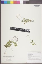 Linnaea borealis var. longiflora image