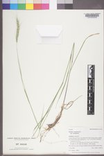 Elymus canadensis var. canadensis image