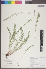 Woodsia oregana subsp. cathcartiana image