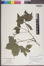 Parthenocissus inserta image