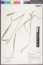 Elymus virginicus var. jejunus image