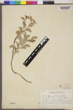 Spiraea betulifolia image