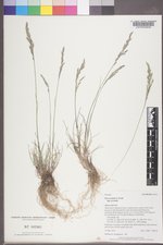 Poa secunda subsp. secunda image