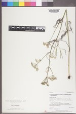 Perideridia gairdneri subsp. borealis image