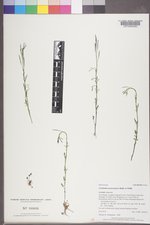 Cardamine pensylvanica image