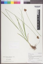Carex egglestonii image