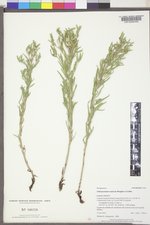 Lithospermum ruderale image