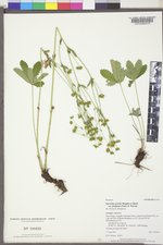 Potentilla gracilis image