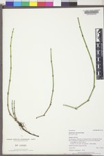 Equisetum ×ferrissii image