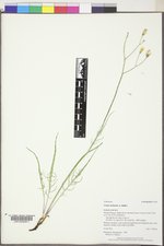 Crepis atribarba image