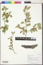 Betula occidentalis image
