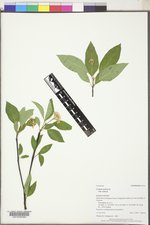 Cornus sericea subsp. sericea image