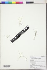 Ranunculus flammula var. ovalis image