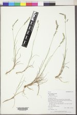 Poa secunda subsp. secunda image