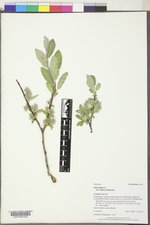 Salix glauca var. villosa image