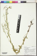 Epilobium ciliatum var. ciliatum image