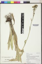 Hieracium scouleri image