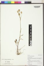 Senecio lugens image