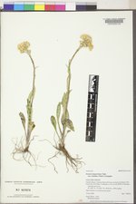 Senecio integerrimus var. exaltatus image