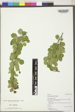 Betula glandulosa image