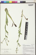 Hackelia deflexa image