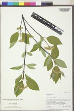 Cornus sericea subsp. sericea image