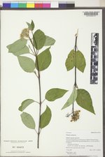 Cornus sericea subsp. sericea image