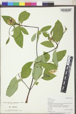 Cornus sericea subsp. sericea image