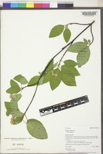 Cornus sericea subsp. sericea image