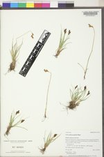 Carex phaeocephala image
