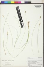 Carex disperma image