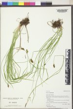 Carex hoodii image