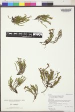 Cassiope mertensiana var. gracilis image
