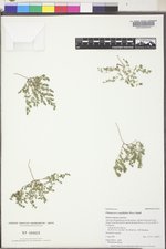 Euphorbia serpillifolia var. serpillifolia image