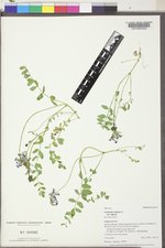 Astragalus alpinus image