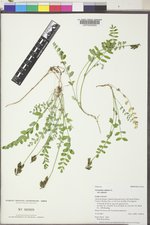 Astragalus alpinus image