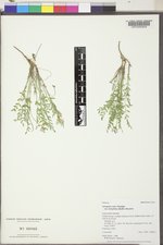 Astragalus miser var. hylophilus image