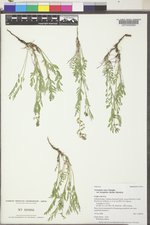 Astragalus miser var. hylophilus image