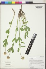 Trifolium longipes var. longipes image